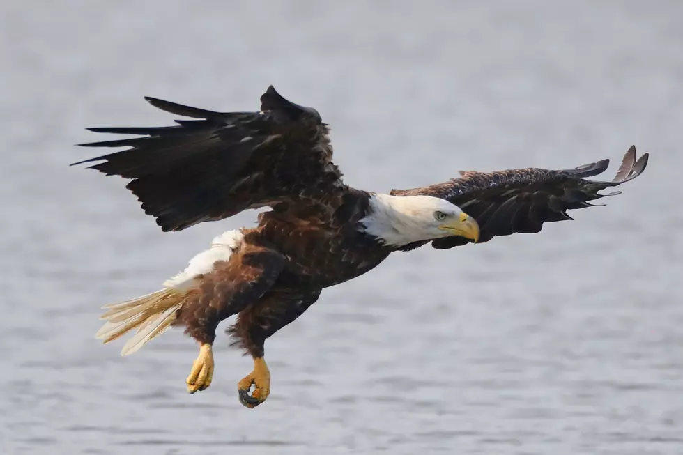 Bald Dies from Lead Poisoning at Wildwoods Rehabilitation Center