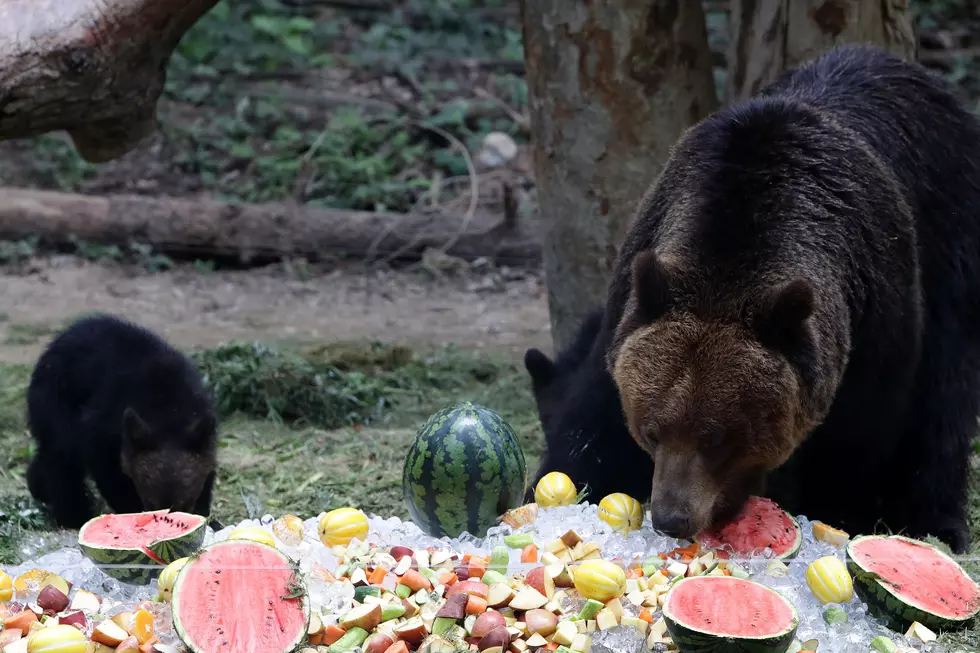 Party for the Planet at Lake Superior Zoo Friday Night